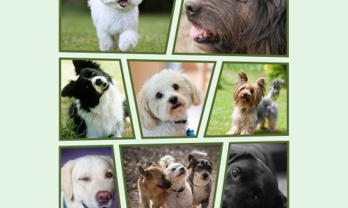 Animais de Estimação aos 40: Melhores Companhias de Quatro Patas